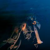 Anmutig schwebt ein Blatt-Seepferdchen unter einem Steg von Rapid Bay in Südaustralien. Mit seinen blattartigen Anhängseln tarnt es sich meisterhaft zwischen Seegras und Algen – ein begehrenswertes Motiv für jeden Unterwasserfotografen. Rapid Bay zählt zu den wenigen Orten weltweit, an denen Tauchende dieses geheimnisvolle Wesen in freier Natur erleben können. Die Präsenz der Spezies zeugt von der Bedeutung intakter Ökosysteme – und mahnt den dringenden Schutz solcher Unterwasseroasen an, für  bezaubernd zerzauste Wesen wie das Seepferdchen, aber auch für kommende Generationen.