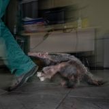 Ein junger Riesenameisenbär durchläuft in Brasilien ein Rehabilitationsprogramm, nachdem er verwaist aufgefunden wurde. Sein tragischer Fall, verursacht durch eine Kollision im Straßenverkehr, verdeutlicht eine der Hauptursachen für den Rückgang dieser Art. Das Bild zeigt den Moment seiner letzten Fütterung im Schutz der Pflegenden – bevor er zu einem Spaziergang in der Stadt angeregt wird, um seine natürlichen Instinkte zu schärfen und für die Zukunft in der freien, aber auch von Menschen verbauten Natur zu überleben.