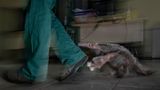 Ein junger Riesenameisenbär durchläuft in Brasilien ein Rehabilitationsprogramm, nachdem er verwaist aufgefunden wurde. Sein tragischer Fall, verursacht durch eine Kollision im Straßenverkehr, verdeutlicht eine der Hauptursachen für den Rückgang dieser Art. Das Bild zeigt den Moment seiner letzten Fütterung im Schutz der Pflegenden – bevor er zu einem Spaziergang in der Stadt angeregt wird, um seine natürlichen Instinkte zu schärfen und für die Zukunft in der freien, aber auch von Menschen verbauten Natur zu überleben.