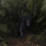 Im nebligen Regenwald der Anden zeigt sich der seltene Brillenbär, die einzige in Südamerika heimische Bären­art. Bedroht durch den Verlust von Biotopen und Wilderei, sind Schutzgebiete wie das "Ecopalacio"-Reservat nahe Bogotá in Kolumbien eine wichtige Zuflucht. Diese Aufnahme entstand mit einer Kamerafalle und fängt das stille, geheimnisvolle Wesen ein, während Regentropfen die Linse benetzen – ein poetisches Spiegelbild der feuchten, kühlen und verwunschenen Andenwälder.