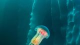 Beim Tauchen nahe Tasiilaq in Ostgrönland schwebt eine majestätische Löwenmähnen-Qualle (Cyanea capillata) in vollendeter und farbenprächtiger Schönheit durch das eisige Wasser. Umgeben von einem riesigen, glänzenden Eisberg bietet sich ein faszinierender Kontrast zwischen dem tiefblauen Meer und dem strahlenden Weiß des Eises. Die Quallenart ist jetzt eine unter vielen: Der Herbst in den Fjorden Grönlands erwacht mit einer Vielfalt solch planktonischer Lebewesen zum Leben – ein magisches Schauspiel unter der Wasseroberfläche, das diese Taucherfahrung für jeden unvergesslich machen würde.