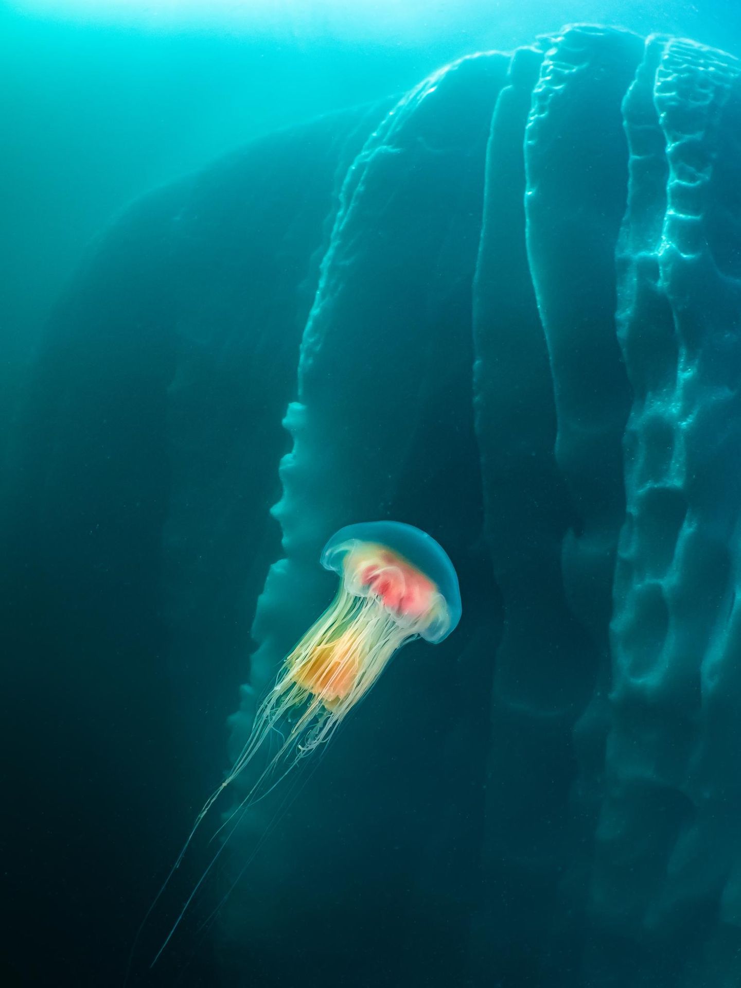 Leuchtendes Beispiel Beim Tauchen nahe Tasiilaq in Ostgrönland schwebt eine majestätische Löwenmähnen-Qualle (Cyanea capillata) in vollendeter und farbenprächtiger Schönheit durch das eisige Wasser. Umgeben von einem riesigen, glänzenden Eisberg bietet sich ein faszinierender Kontrast zwischen dem tiefblauen Meer und dem strahlenden Weiß des Eises. Die Quallenart ist jetzt eine unter vielen: Der Herbst in den Fjorden Grönlands erwacht mit einer Vielfalt solch planktonischer Lebewesen zum Leben – ein magisches Schauspiel unter der Wasseroberfläche, das diese Taucherfahrung für jeden unvergesslich machen würde.