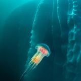 Beim Tauchen nahe Tasiilaq in Ostgrönland schwebt eine majestätische Löwenmähnen-Qualle (Cyanea capillata) in vollendeter und farbenprächtiger Schönheit durch das eisige Wasser. Umgeben von einem riesigen, glänzenden Eisberg bietet sich ein faszinierender Kontrast zwischen dem tiefblauen Meer und dem strahlenden Weiß des Eises. Die Quallenart ist jetzt eine unter vielen: Der Herbst in den Fjorden Grönlands erwacht mit einer Vielfalt solch planktonischer Lebewesen zum Leben – ein magisches Schauspiel unter der Wasseroberfläche, das diese Taucherfahrung für jeden unvergesslich machen würde.
