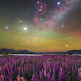 Lupinen mit Milchstraße