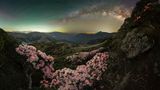 Yushan-Rhododendren auf dem Berg Hehuan