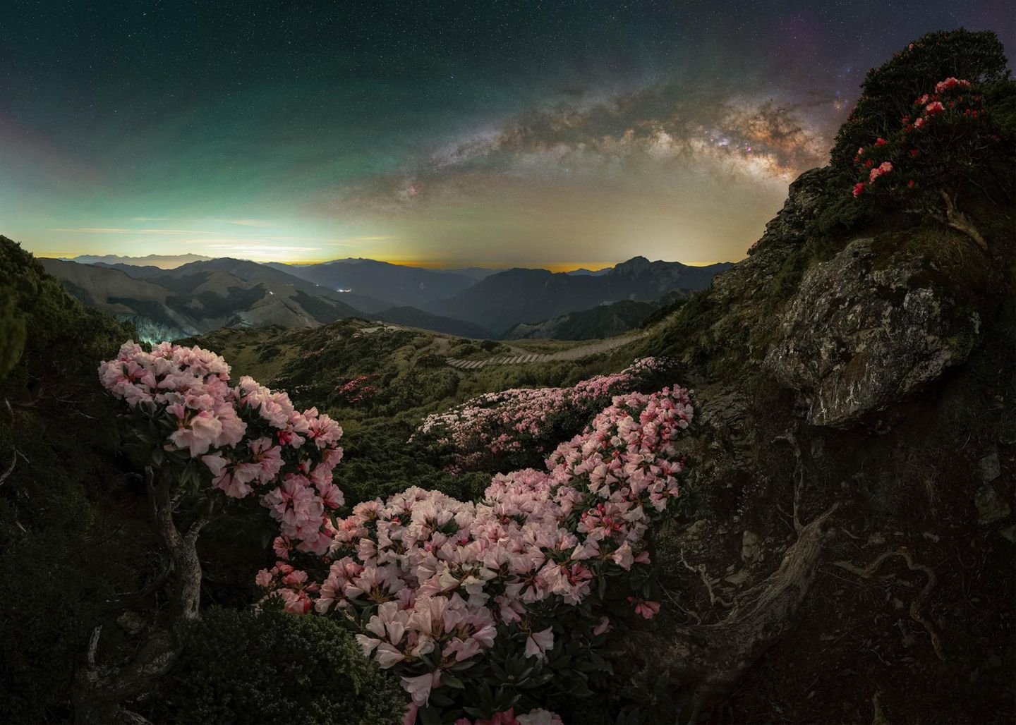 "Blüten" – Ethan Su Yushan-Rhododendren auf dem Berg Hehuan