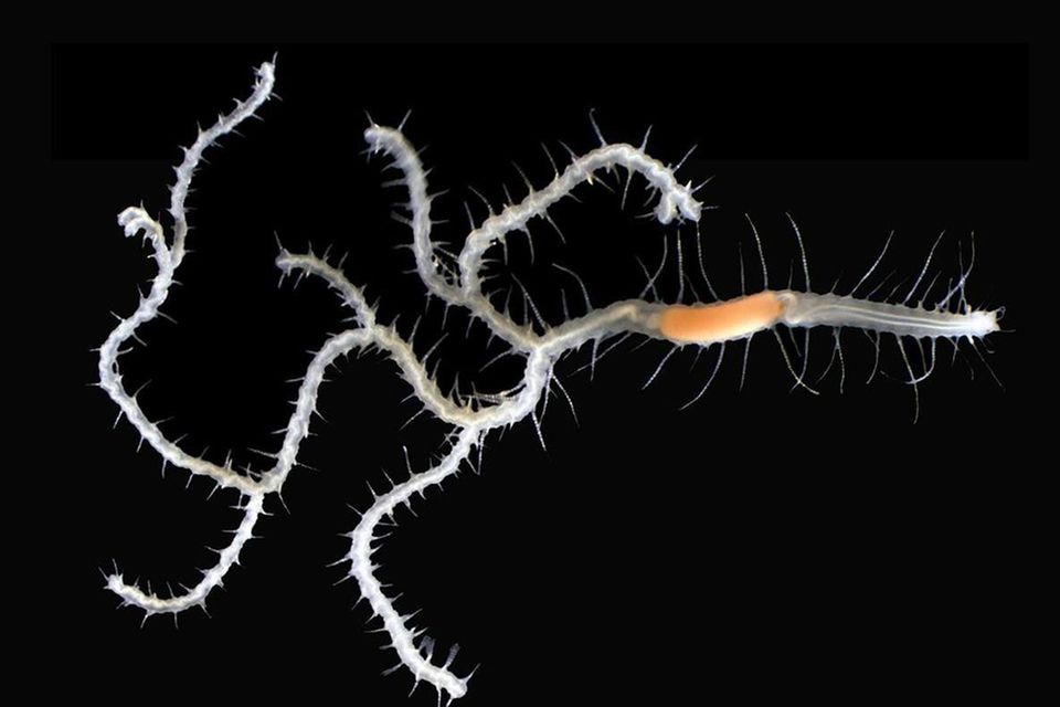 Ein Wurm wie ein Baum: Ramisyllis kingghidorahi lebt normalerweise im Inneren eines Schwamms. Hier ist nur ein Fragment zu sehen. Der Kopf befindet sich rechts, einige der Hinterenden links. Die Tiere können Hunderte davon besitzen 1.395