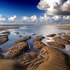 An den Stränden der Nordsee und im Wattenmeer finden Strandspaziergänger immer wieder auch seltene Tierarten – eine wertvolle Wissensquelle für die Forschung