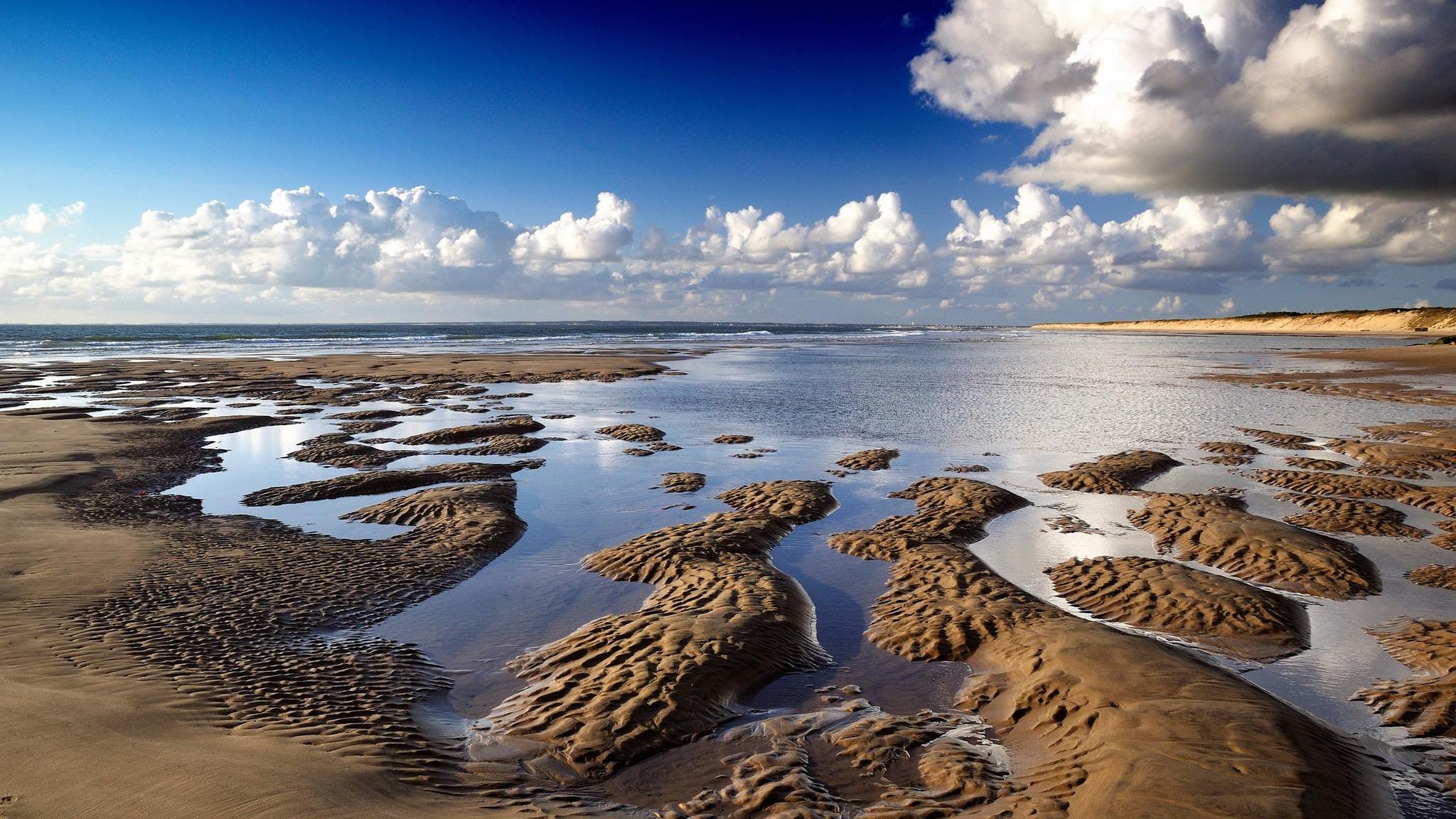 An den Stränden der Nordsee und im Wattenmeer finden Strandspaziergänger immer wieder auch seltene Tierarten – eine wertvolle Wissensquelle für die Forschung