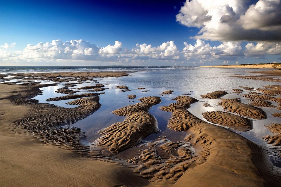 An den Stränden der Nordsee und im Wattenmeer finden Strandspaziergänger immer wieder auch seltene Tierarten – eine wertvolle Wissensquelle für die Forschung 1.5059