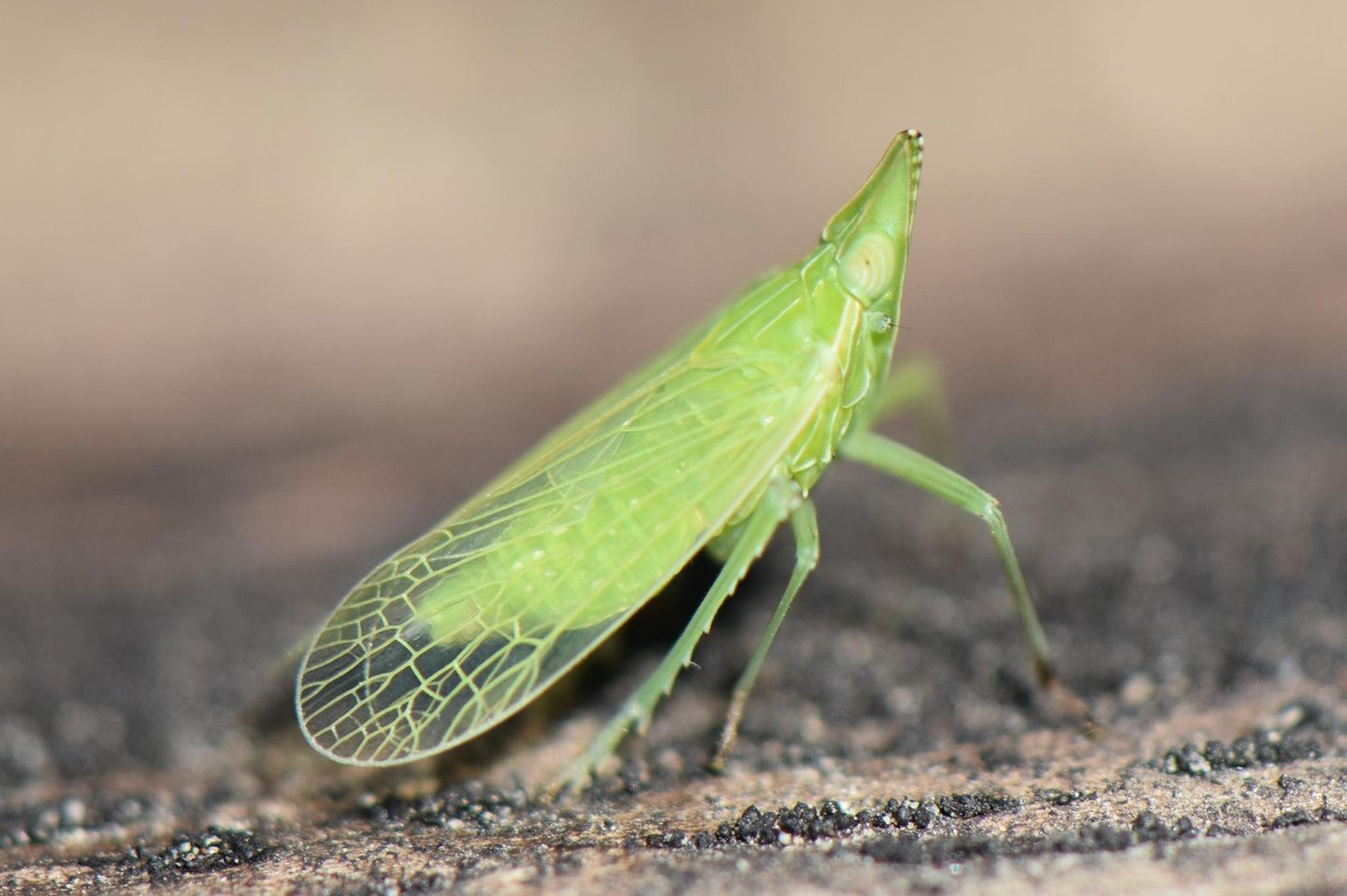 Der Europäischer Laternenträger (Dictyophara europaea), eine Zikade, verdankt ihren ungewöhnlichen Namen dem Umstand, dass der Sage nach verwandte südamerikanische Arten am Kopf leuchten. Bewiesen wurde das jedoch nie. Die Spezies gilt in Deutschland als gefährdet.