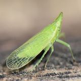 Der Europäischer Laternenträger (Dictyophara europaea), eine Zikade, verdankt ihren ungewöhnlichen Namen dem Umstand, dass der Sage nach verwandte südamerikanische Arten am Kopf leuchten. Bewiesen wurde das jedoch nie. Die Spezies gilt in Deutschland als gefährdet.