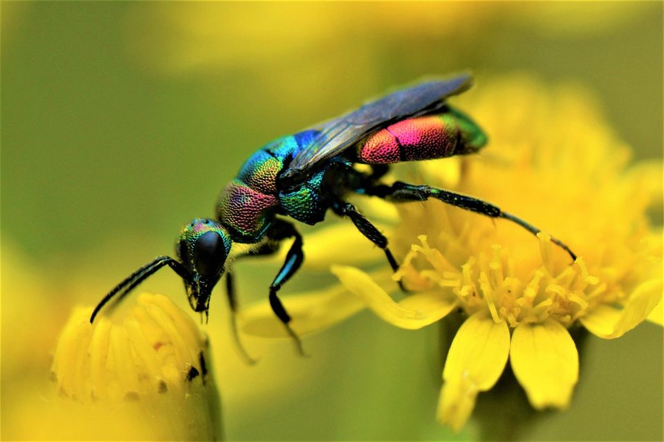 Ein Star unter dem Makro-Objektiv: Die Bunte Goldwespe (Hedychrum rutilans) parasitiert bei einem Bienen-Parasiten, dem Bienenwolf. Und trägt so dazu bei, dessen Bestände zu regulieren. 1.5004