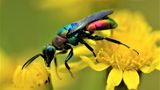 Ein Star unter dem Makro-Objektiv: Die Bunte Goldwespe (Hedychrum rutilans) parasitiert bei einem Bienen-Parasiten, dem Bienenwolf. Und trägt so dazu bei, dessen Bestände zu regulieren.