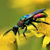 Ein Star unter dem Makro-Objektiv: Die Bunte Goldwespe (Hedychrum rutilans) parasitiert bei einem Bienen-Parasiten, dem Bienenwolf. Und trägt so dazu bei, dessen Bestände zu regulieren.