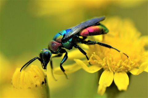 Ein Star unter dem Makro-Objektiv: Die Bunte Goldwespe (Hedychrum rutilans) parasitiert bei einem Bienen-Parasiten, dem Bienenwolf. Und trägt so dazu bei, dessen Bestände zu regulieren.