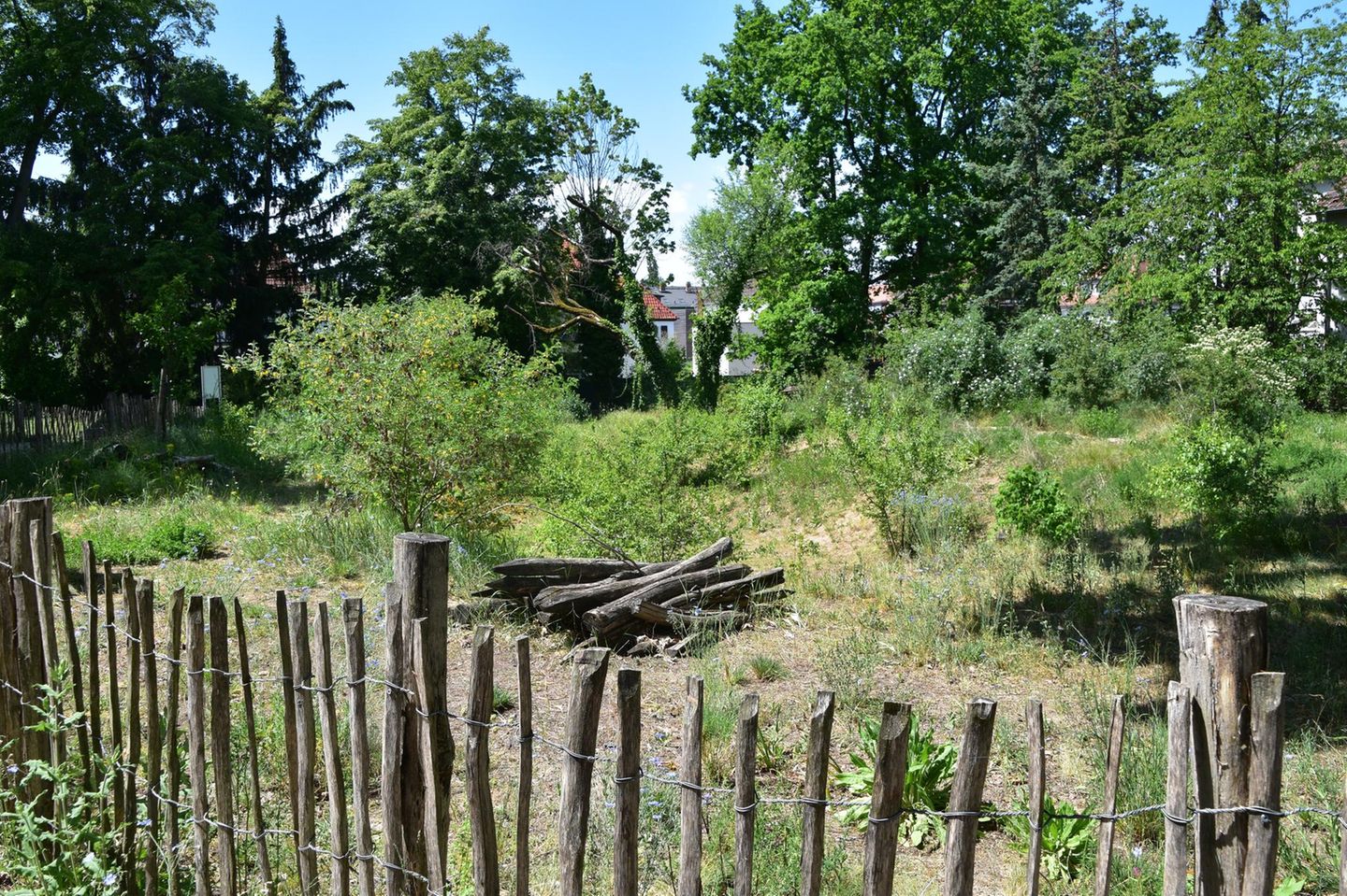 Kein Nutzungsdruck, großer Strukturreichtum: Die Brache in der Darmstädter Postsiedlung bietet unzähligen Insektenarten eine Heimat.