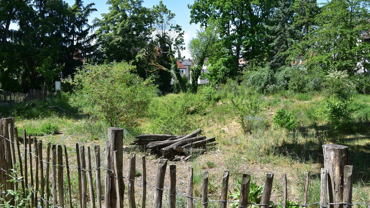 Kein Nutzungsdruck, großer Strukturreichtum: Die Brache in der Darmstädter Postsiedlung bietet unzähligen Insektenarten eine Heimat.
