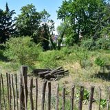 Kein Nutzungsdruck, großer Strukturreichtum: Die Brache in der Darmstädter Postsiedlung bietet unzähligen Insektenarten eine Heimat.