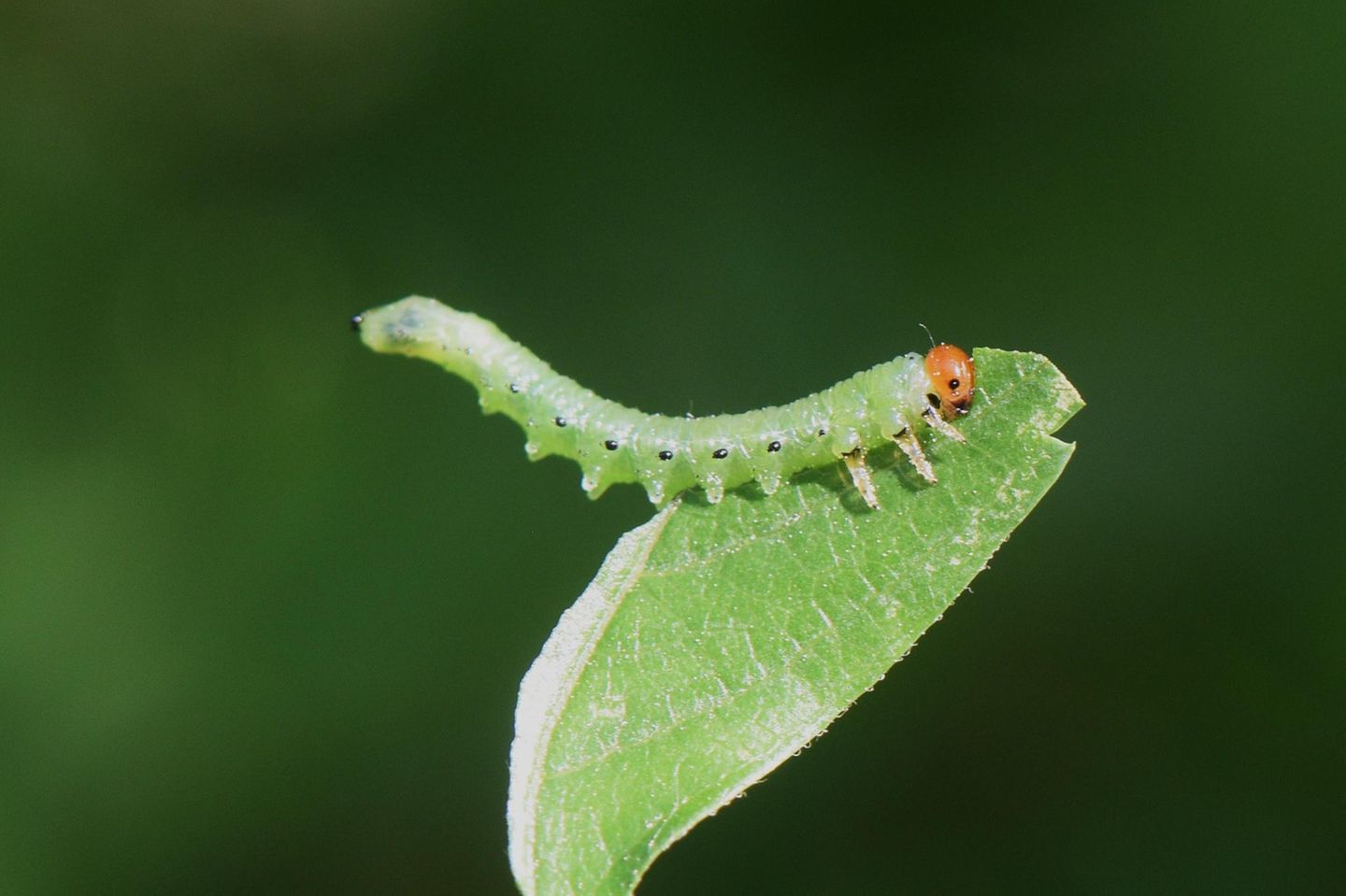 Die Larven der Torpedo-Blattwespe (Nematus lucidus) können sehr leicht mit Schmetterlingsraupen verwechselt werden.