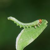 Die Larven der Torpedo-Blattwespe (Nematus lucidus) können sehr leicht mit Schmetterlingsraupen verwechselt werden.