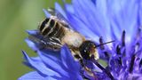 Die Platterbsen-Mörtelbiene (Megachile ericetorum) besucht Schmetterlingsblütler, darunter die namensgebende Platterbse. Ihre Neströhren gräbt sie in Lehmwände, Böschungen oder Abbruchkanten.