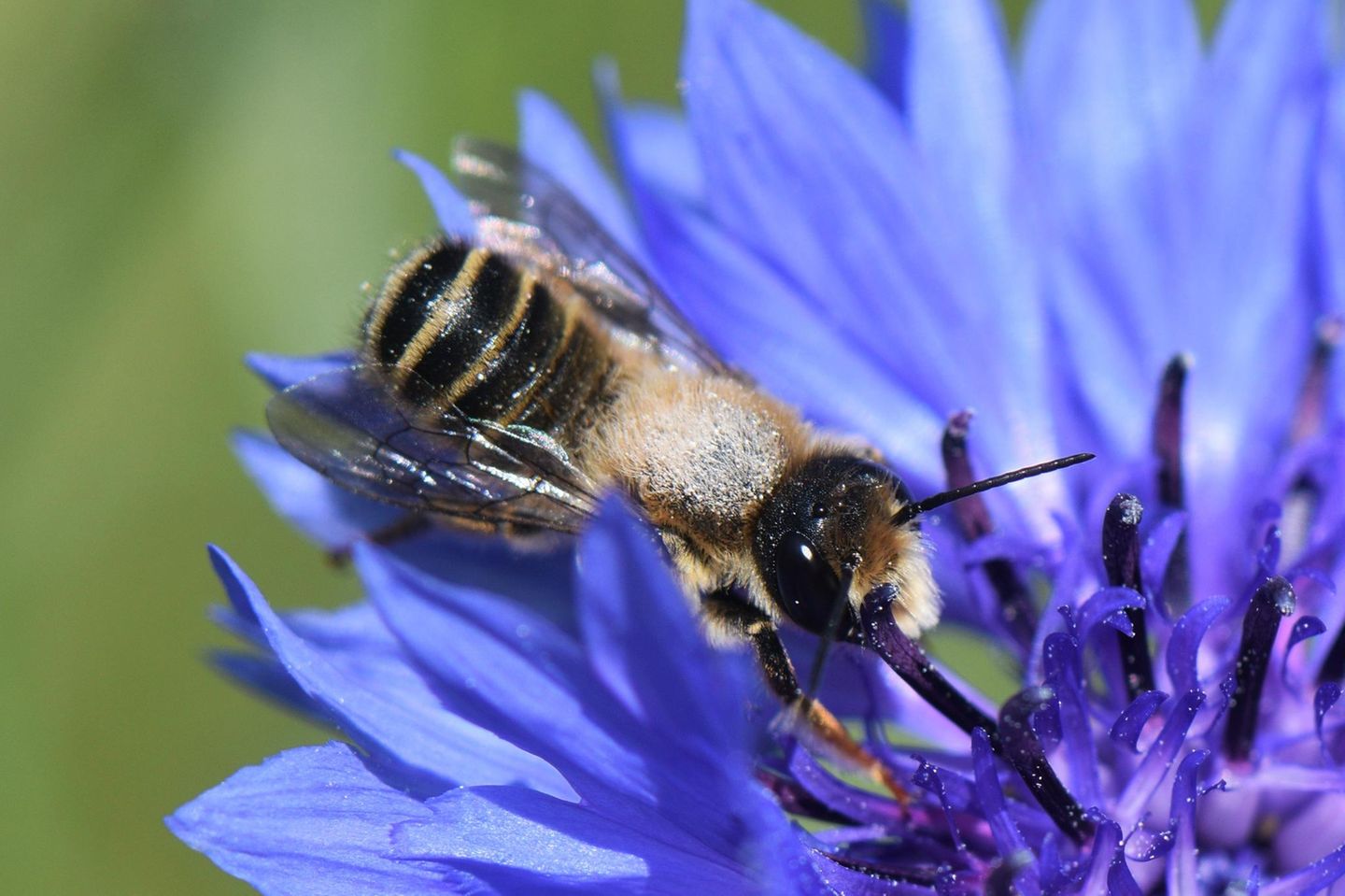 Die Platterbsen-Mörtelbiene (Megachile ericetorum) besucht Schmetterlingsblütler, darunter die namensgebende Platterbse. Ihre Neströhren gräbt sie in Lehmwände, Böschungen oder Abbruchkanten.
