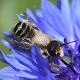 Die Platterbsen-Mörtelbiene (Megachile ericetorum) besucht Schmetterlingsblütler, darunter die namensgebende Platterbse. Ihre Neströhren gräbt sie in Lehmwände, Böschungen oder Abbruchkanten.