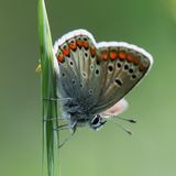 Die Raupen des Kleinen Sonnenröschen-Bläulings (Aricia agestis) ernähren sich von einer Reihe heimischer Wildpflanzen, darunter dem namensgebenden Gelben Sonnenröschen. 