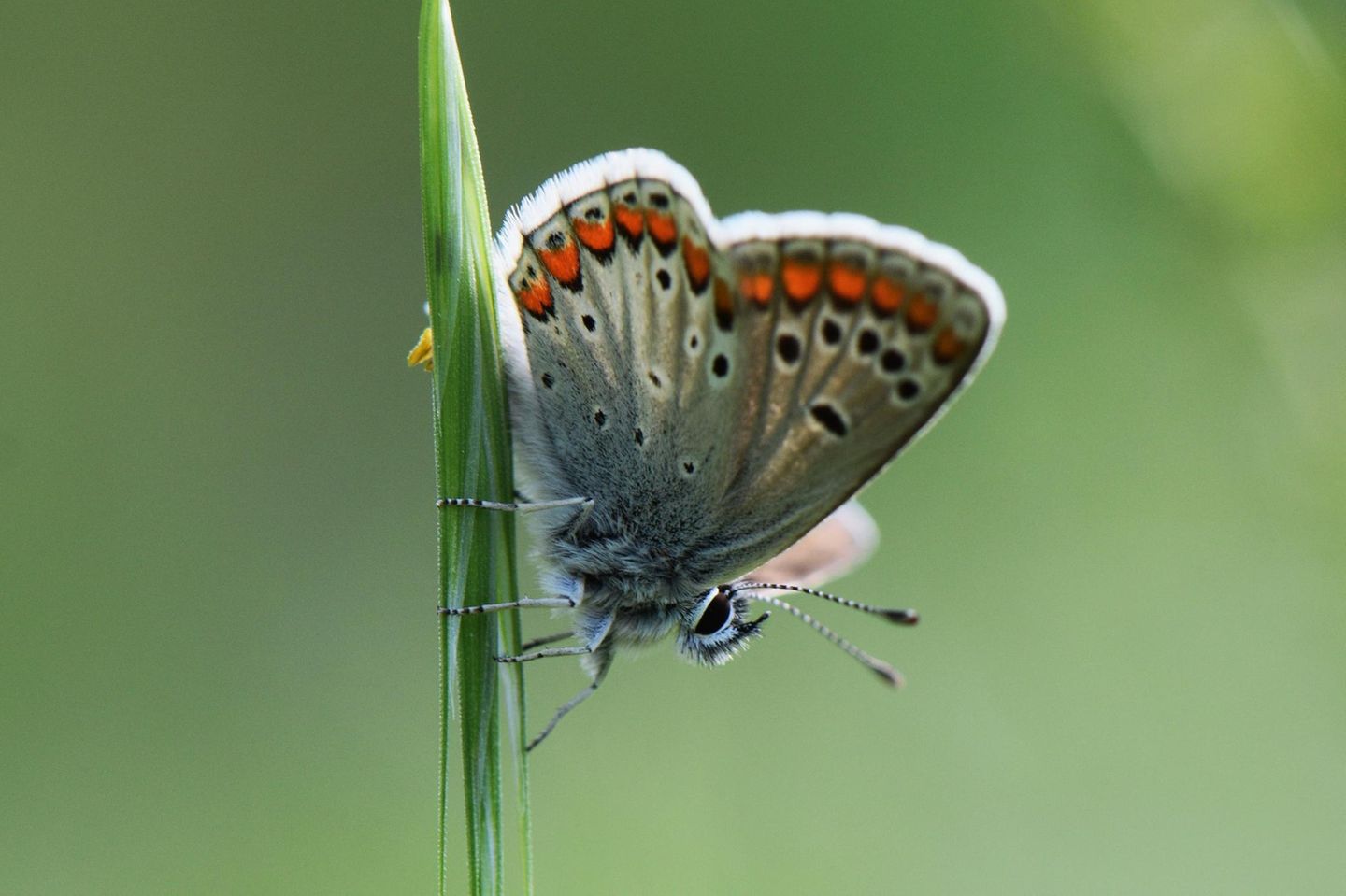 Die Raupen des Kleinen Sonnenröschen-Bläulings (Aricia agestis) ernähren sich von einer Reihe heimischer Wildpflanzen, darunter dem namensgebenden Gelben Sonnenröschen. 