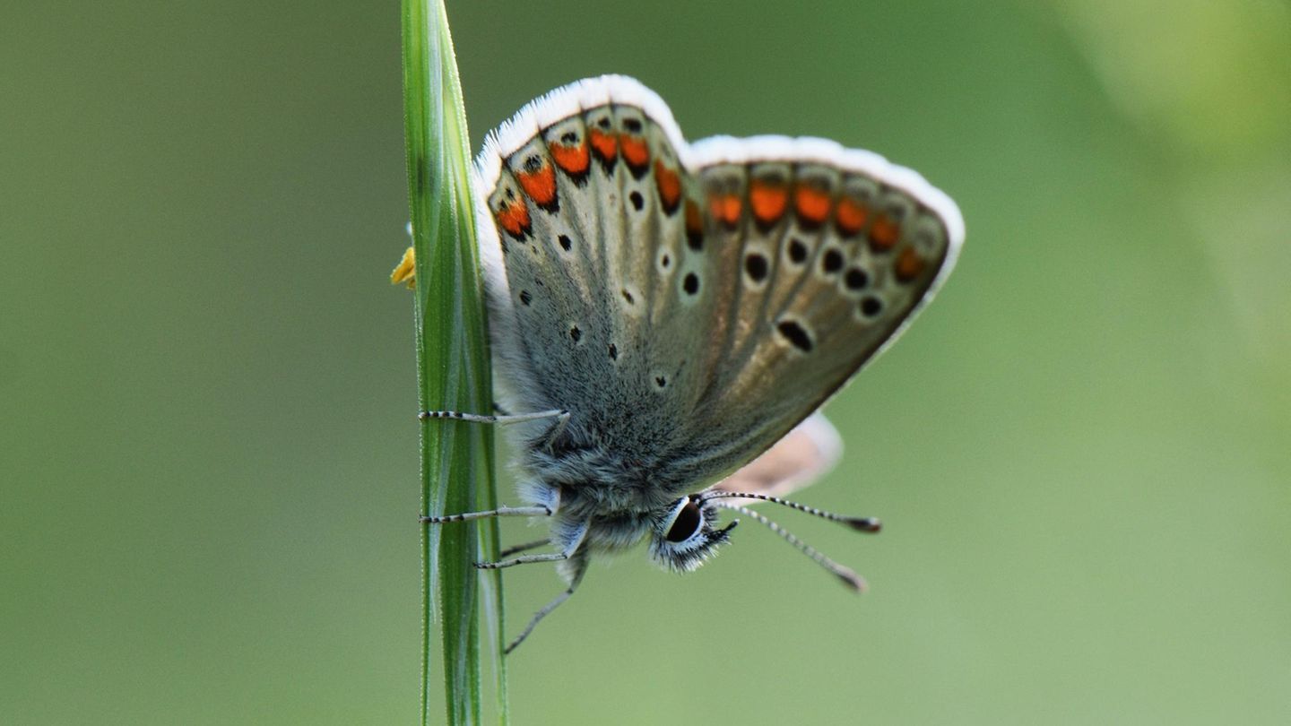 Die Raupen des Kleinen Sonnenröschen-Bläulings (Aricia agestis) ernähren sich von einer Reihe heimischer Wildpflanzen, darunter dem namensgebenden Gelben Sonnenröschen. 
