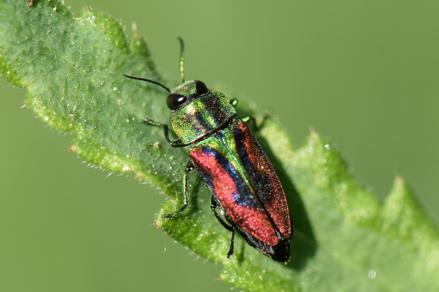 Der Kirsch-Prachtkäfer (Anthaxia candens) gilt in Deutschland als "stark gefährdet". Und zählt dank seiner kräftig-bunten Farben zu den schönsten Prachtkäferarten in Deutschland. Seine Larven entwickeln sich – daher der Name – im Holz alter Kirschbäume.