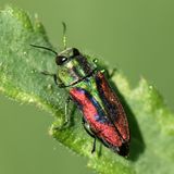 Der Kirsch-Prachtkäfer (Anthaxia candens) gilt in Deutschland als "stark gefährdet". Und zählt dank seiner kräftig-bunten Farben zu den schönsten Prachtkäferarten in Deutschland. Seine Larven entwickeln sich – daher der Name – im Holz alter Kirschbäume.