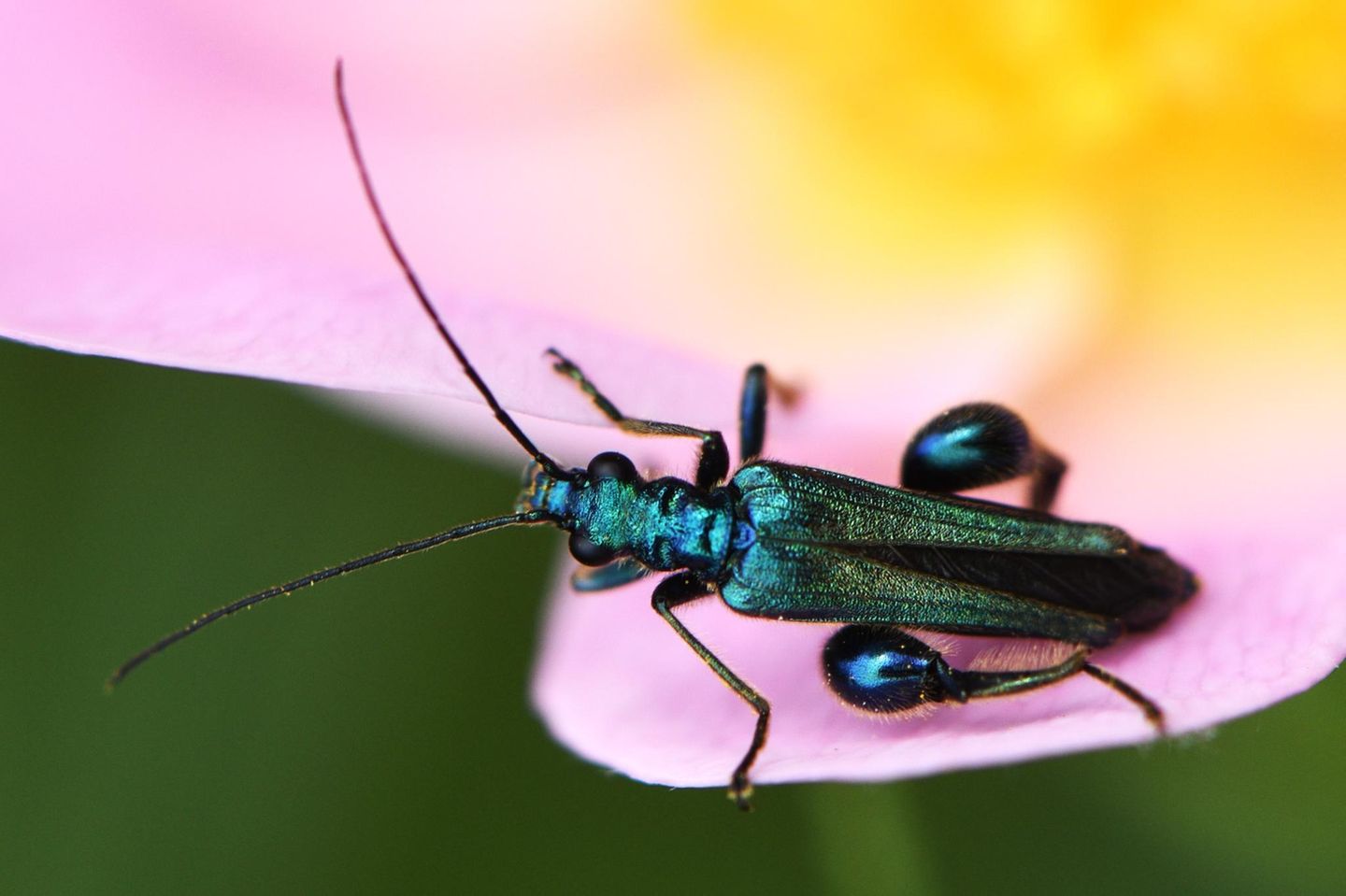 Grüne Scheinbockkäfer (Oedemera nobilis) ernähren sich von Nektar und Pollen und sind entsprechend häufig auf Blüten zu finden. Die Larven des Insekts entwickeln sich in den Stängeln verschiedener krautiger Pflanzen.