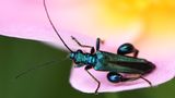 Grüne Scheinbockkäfer (Oedemera nobilis) ernähren sich von Nektar und Pollen und sind entsprechend häufig auf Blüten zu finden. Die Larven des Insekts entwickeln sich in den Stängeln verschiedener krautiger Pflanzen.