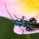 Grüne Scheinbockkäfer (Oedemera nobilis) ernähren sich von Nektar und Pollen und sind entsprechend häufig auf Blüten zu finden. Die Larven des Insekts entwickeln sich in den Stängeln verschiedener krautiger Pflanzen.
