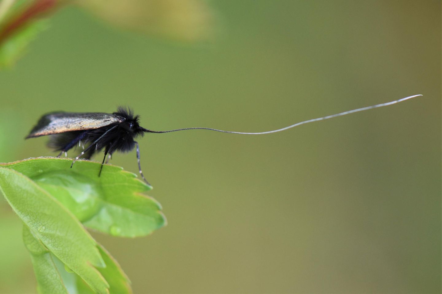 Die Fühlerlänge der männlichen Grünen Langfühler (Adela reaumurella) entspricht in etwa der dreifachen Körperlänge dieser kleinen Schmetterlingsart.