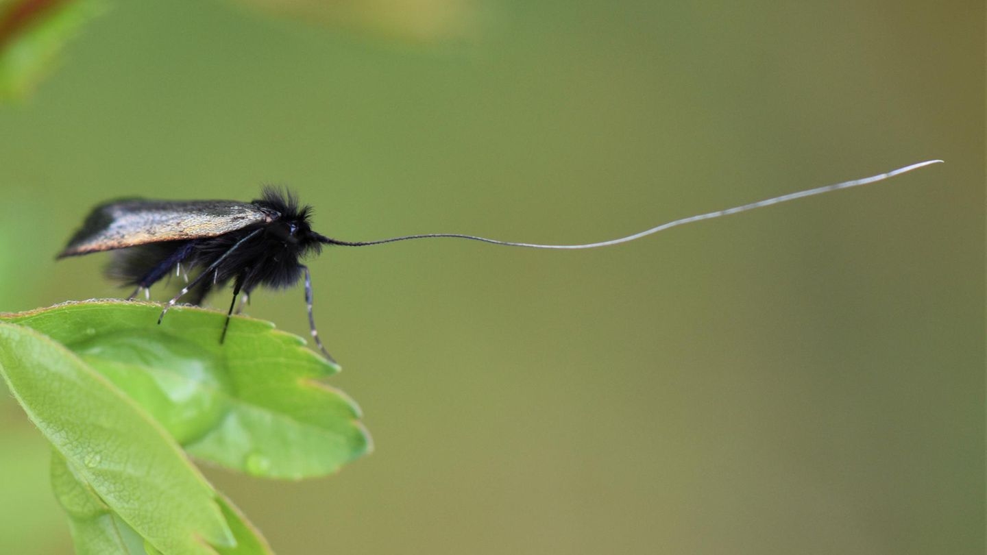 Die Fühlerlänge der männlichen Grünen Langfühler (Adela reaumurella) entspricht in etwa der dreifachen Körperlänge dieser kleinen Schmetterlingsart.