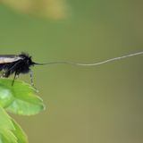 Die Fühlerlänge der männlichen Grünen Langfühler (Adela reaumurella) entspricht in etwa der dreifachen Körperlänge dieser kleinen Schmetterlingsart.