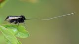 Die Fühlerlänge der männlichen Grünen Langfühler (Adela reaumurella) entspricht in etwa der dreifachen Körperlänge dieser kleinen Schmetterlingsart.