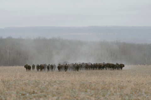 Eine der letzten wilden Bisonherden der Ukraine nahe der Ortschaft Maidan-Bobryk.