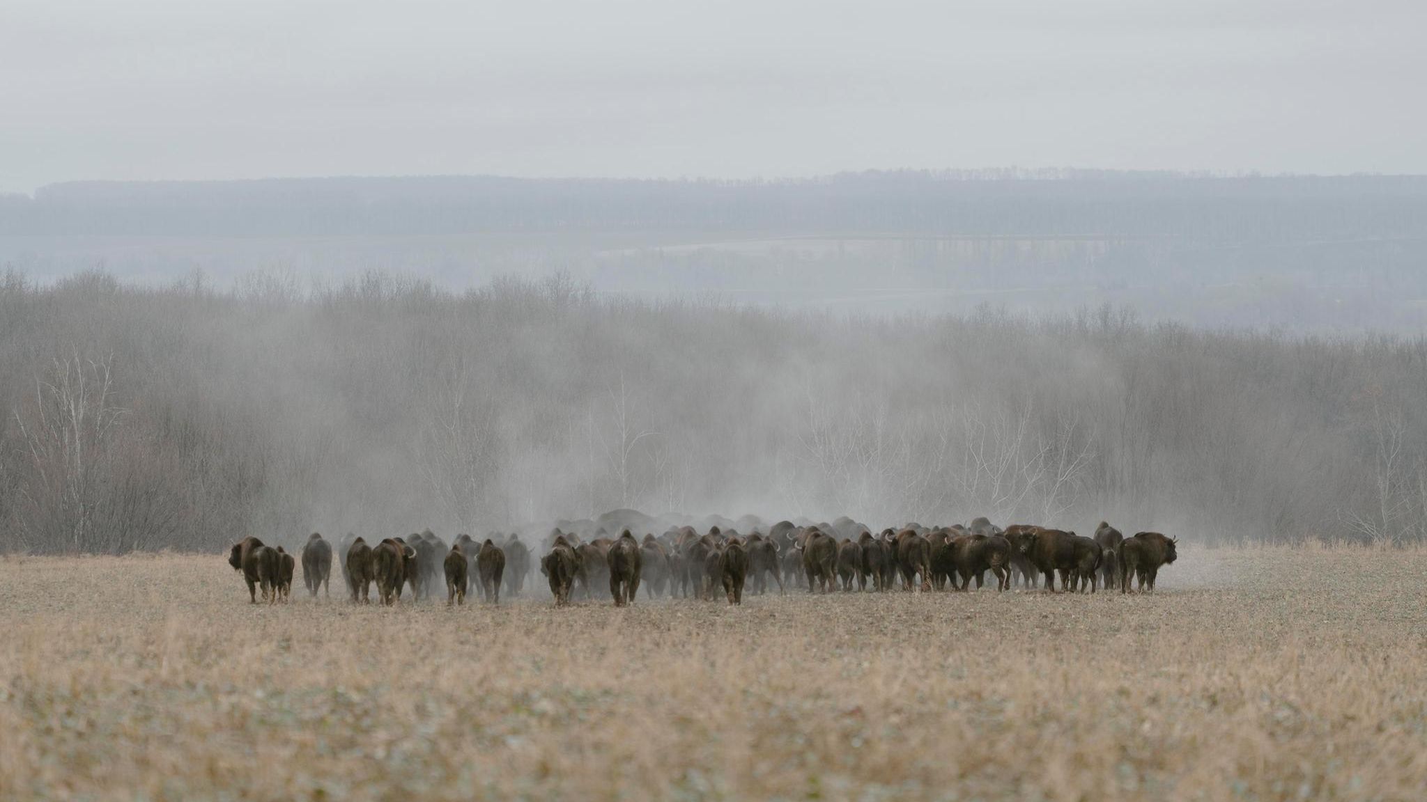 Eine der letzten wilden Bisonherden der Ukraine nahe der Ortschaft Maidan-Bobryk.