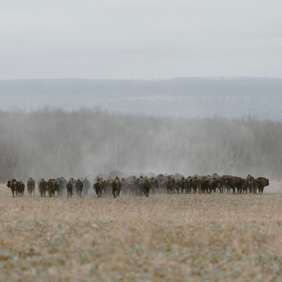Eine der letzten wilden Bisonherden der Ukraine nahe der Ortschaft Maidan-Bobryk.
