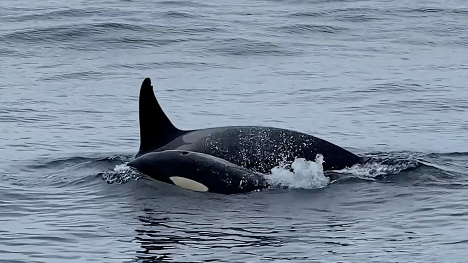 Videos beweisen das ungewöhnliche Verhalten, das vor der Küste Islands beobachtet wurde Videos beweisen das ungewöhnliche Verhalten, das vor der Küste Islands beobachtet wurde