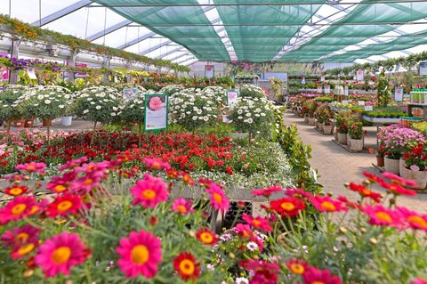 Zweifelhafte Blumenpracht: Viele Blühpflanzen, die in Gartencentern, Bau- oder Supermärkten als "bienenfreundlich" angeboten werden, weisen laut einer Stichprobe des BUND Rückstände von Pestiziden auf