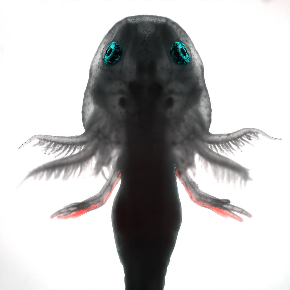 Bei diesem Axolotl sind Zellen, die Hand2 herstellen, rot markiert. In gesunden Gliedmaßen signalisiert das Protein dem Bindegewebe: Du befindest dich auf der Seite, die dem Schwanz zugewandt ist