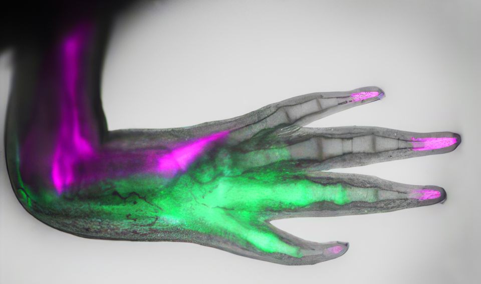Tanakas Axolotl sind genetisch verändert: Ihr Gewebe leuchtet in unterschiedlichen Farben, je nachdem, welche Gene aktiv sind. Auf der Schwanzseite sorgt Hand2 für grüne Fluoreszenz. Auf der Kopfseite und in den Fingerspitzen ist ein Gen namens Alx4 aktiv, es erscheint magentafarben