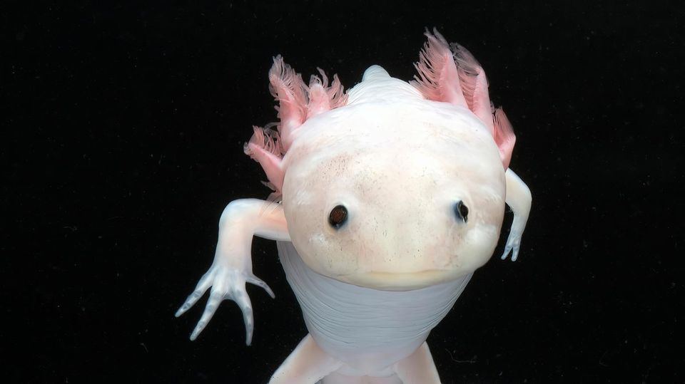 Regeneration: Zellgedächtnis aufgedeckt: Wie der Axolotl verlorene Beine ersetzt