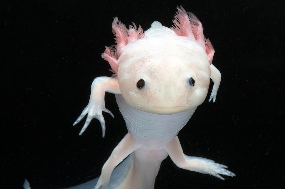 Regeneration: Zellgedächtnis aufgedeckt: Wie der Axolotl verlorene Beine ersetzt 0.7554