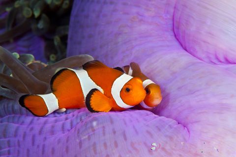 Bei Hitzewellen beginnen Clownfische zu schrumpfen